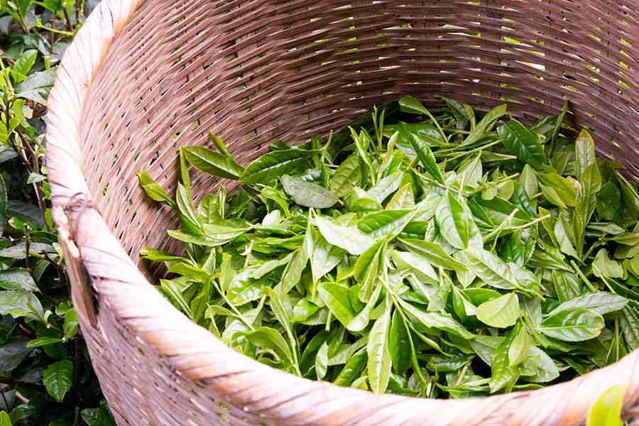 「茶」にまつわる景色が話題に（写真はイメージ）【写真：写真AC】