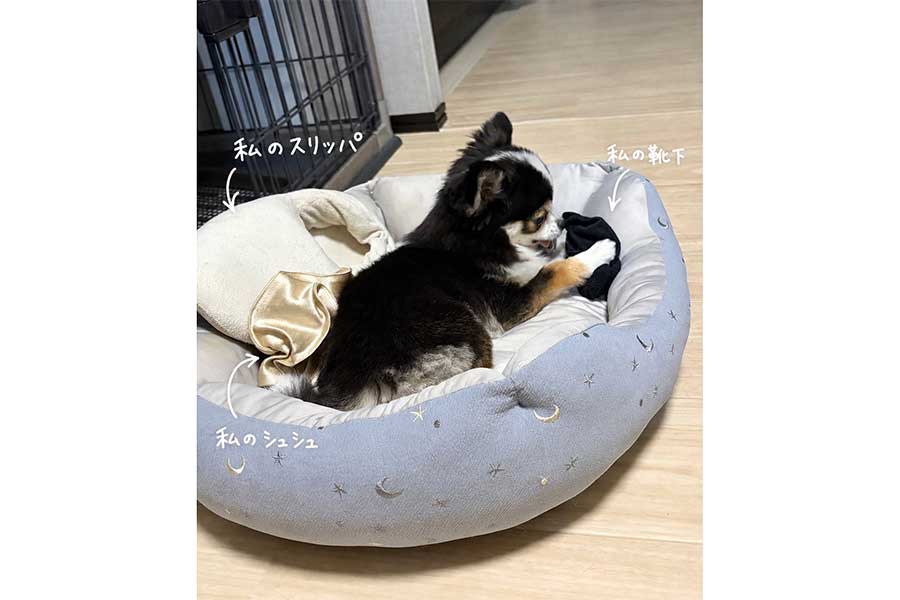 飼い主さんの匂いがするものを集めるもちょちょくん【写真提供:もちょちょ愛してる。(@kawaii_nagaiki)さん】