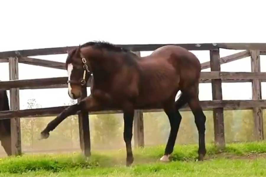 “破壊神”の異名を持つタニノギムレット【出典：X（@Versailles_Farm）よりスクリーンショット】