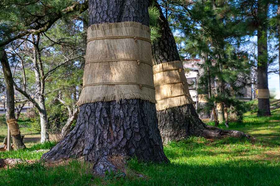 庭園で見た「こも巻き」に感激（写真はイメージ）【写真：PIXTA】