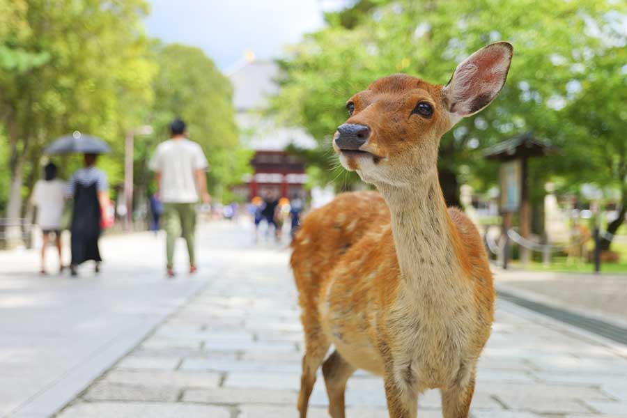 奈良公園のシカ（写真はイメージ）【写真：写真AC】