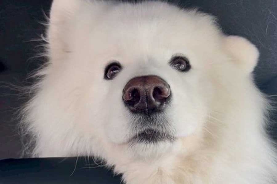 耳がフニャッとしているダッツくん【写真提供:ダッツファミリーCh.(@samoyed_dazs)さん】