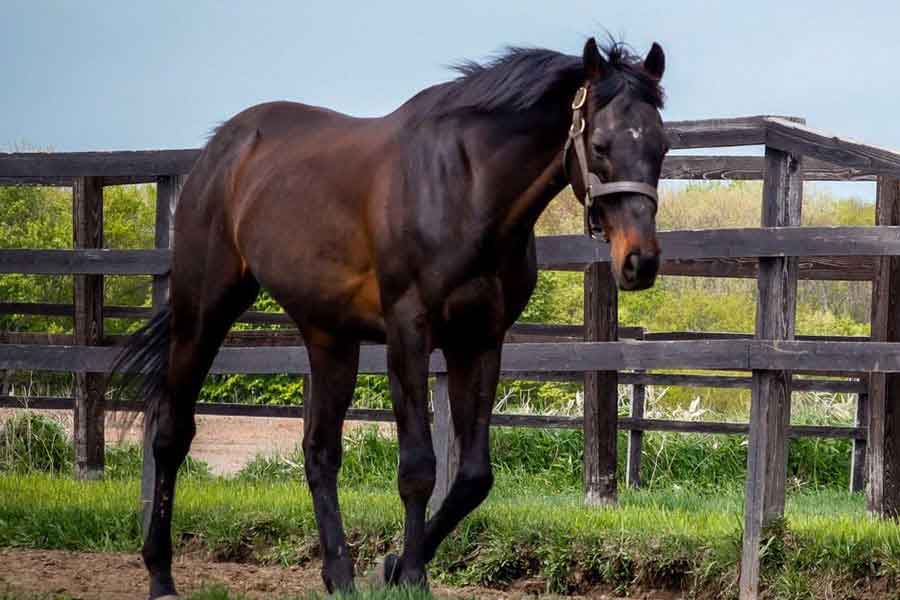 元競走馬のローズキングダム【写真提供:Yogiboヴェルサイユリゾートファーム(@Versailles_Farm)】