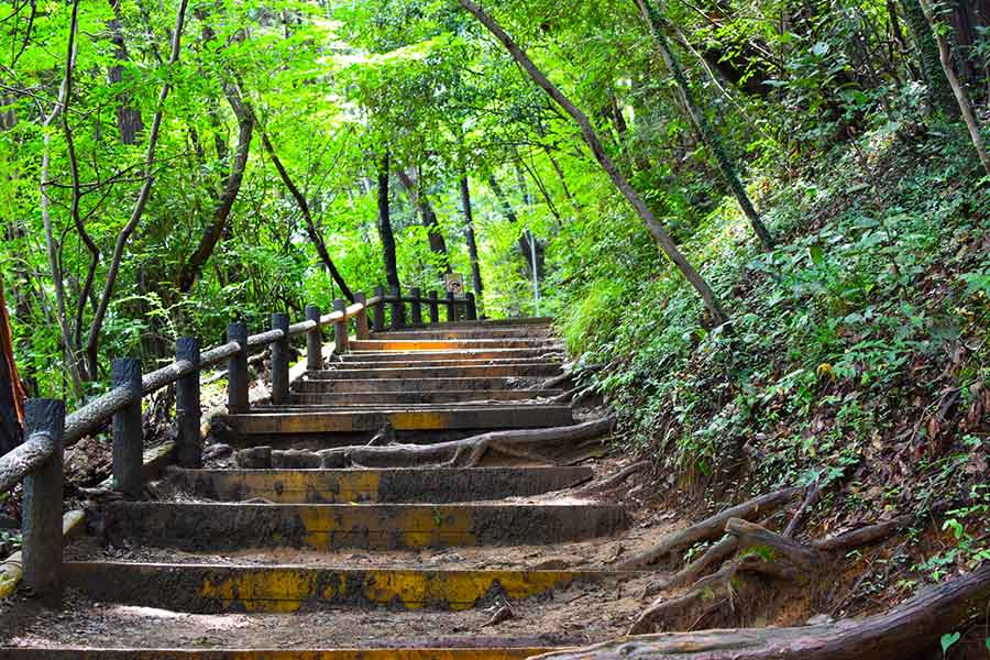 四季折々の表情が魅力的な高尾山(写真はイメージ)【写真:写真AC】