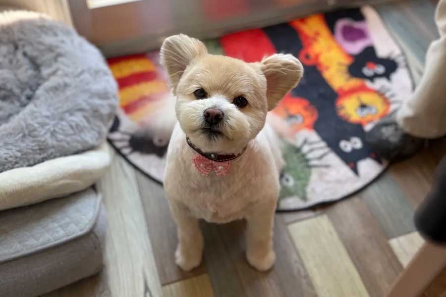 トリミング後のCoCoちゃん【写真提供:eihiko_s(eihiko_s)さん】