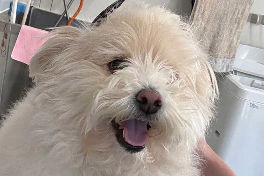 「俺が散髪から帰ってきても、そんなこと言われたことない」　愛犬との“格差”を嘆くボヤキに共感続々　ビフォーアフターに納得の声