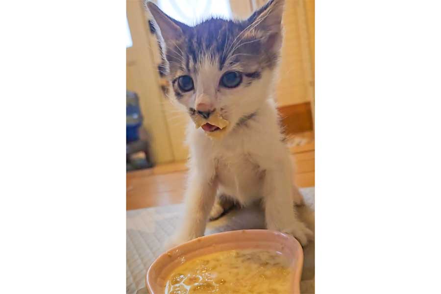 一生懸命にごはんを食べながら“エアチュパチュパ”してしまうスンスンくん【出典:スレッズ(stella88.916)よりスクリーンショット】