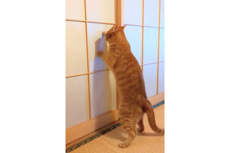 プラスチック障子に立ち向かうみのるくん【写真提供:emy@保護猫とレオパと平屋一人暮らし(@g041a036)さん】