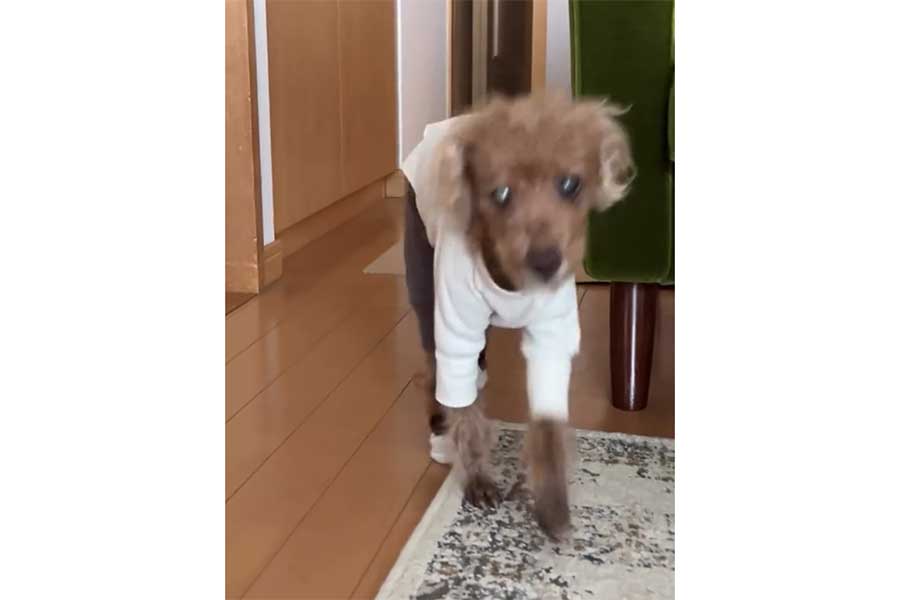 自分で朝起きてくるビスケットくん【出典:スレッズ(bisuojii)よりスクリーンショット】