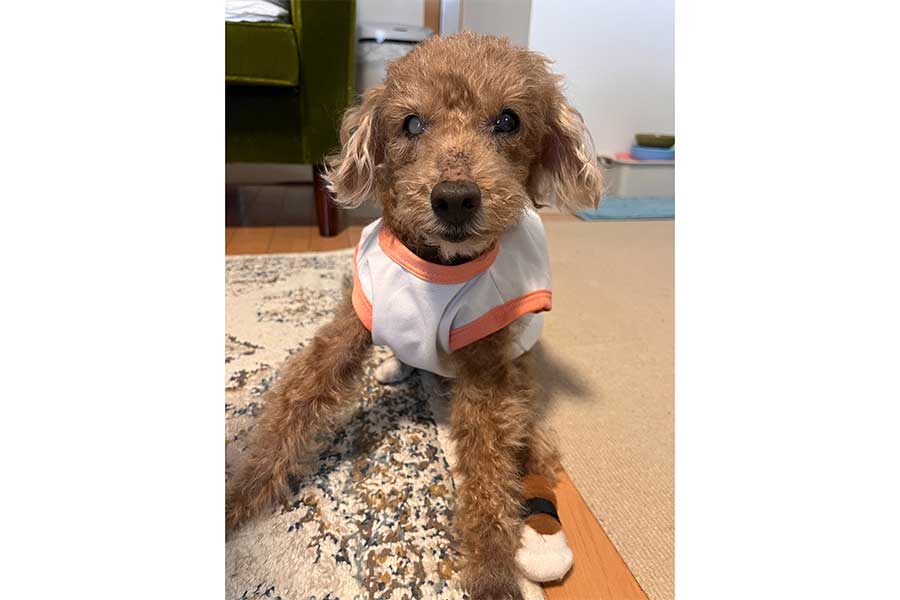 19歳のビスケットくん【写真提供:19歳おじい犬ビスケットの記録(bisuojii)さん】