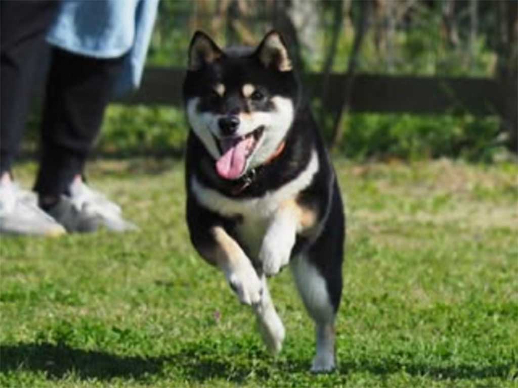 気持ち良さそうに走るキックくん【写真提供:黒豆柴のキックくんと愉快な仲間たち(mameshiba_kickman)さん】