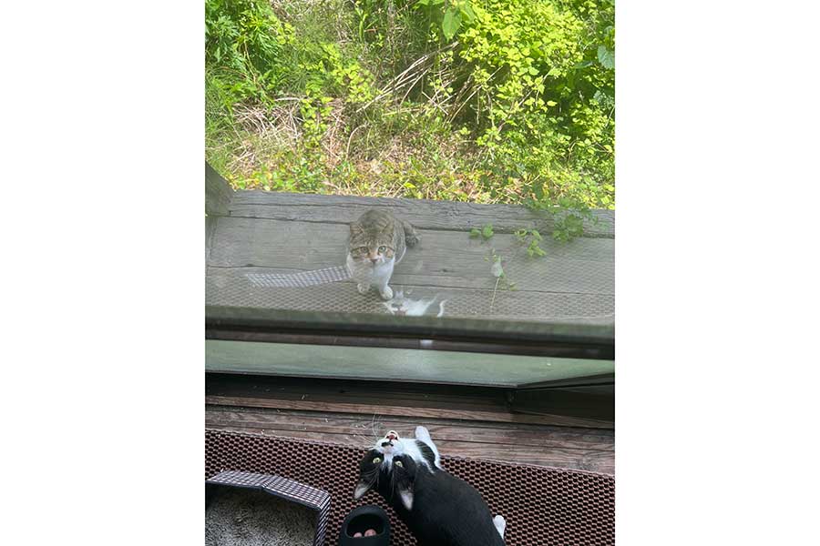 窓の外からごまちゃんにエールを送るようなもち太くん【写真提供：まんぼ（kouyanomanbo）さん】
