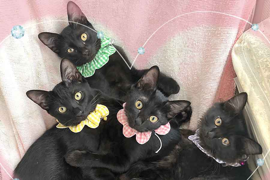 黒ねこ4きょうだい。(左から)ブライくん、テトちゃん、アイちゃん、グレイくん【写真提供:なっちゅ【黒猫家族】(@yuruneko47)さん】