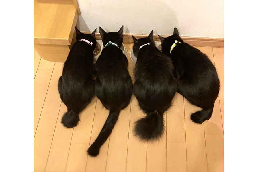 シッポの形状が違う4匹。（左から）アイちゃん、グレイくん、テトちゃん、ブライくん【写真提供：なっちゅ【黒猫家族】（@yuruneko47）さん】