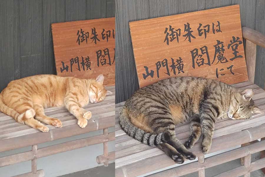 交代で“案内係”を勤める(左から)課長くんと、かまぼこ兄さん【写真提供:長円寺(新選組ゆかりのお寺)(@chouenji1)さん】