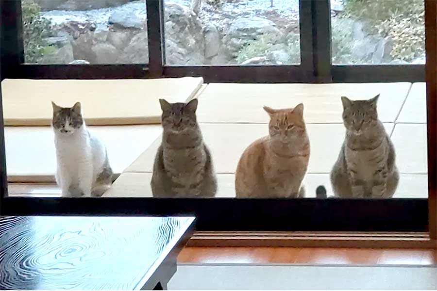 住職さんの仕事を見守るねこたち【写真提供：長円寺（新選組ゆかりのお寺）（@chouenji1）さん】
