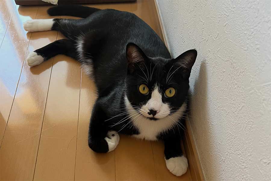 飼い主さんに子どもが産まれ、“お兄ちゃん”になったぼたんくん【写真提供:ぼたん(botan__days)さん】