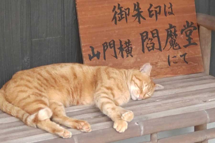 案内板の前でくつろぐねこ【写真提供:長円寺(新選組ゆかりのお寺)(@chouenji1)さん】
