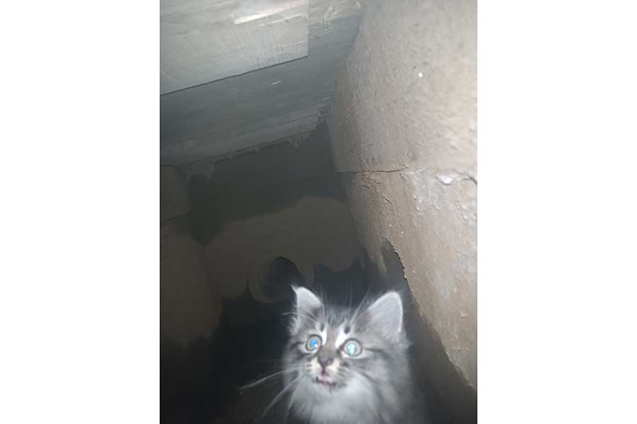 子猫の危機に現れたのはまさかの救世主【写真提供：投稿者】