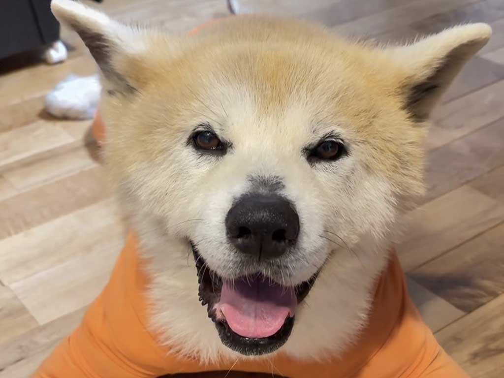 笑顔を見せる蓮桜くん【写真提供:秋田犬レオ ソラリク(reosorariku.3103)さん】
