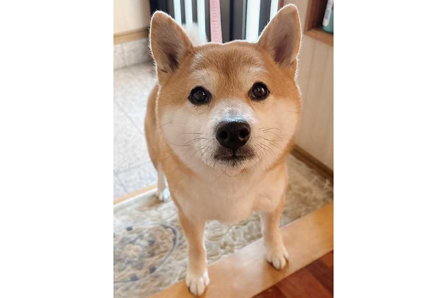 玄関で足を拭いてもらうのを待つ、つむちゃん【写真提供:柴犬 つむ(@sbtum1)さん】