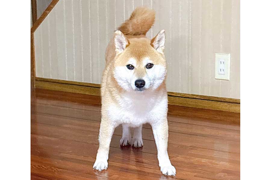 シュールな立ち姿を披露する、つむちゃん【写真提供:柴犬 つむ(@sbtum1)さん】