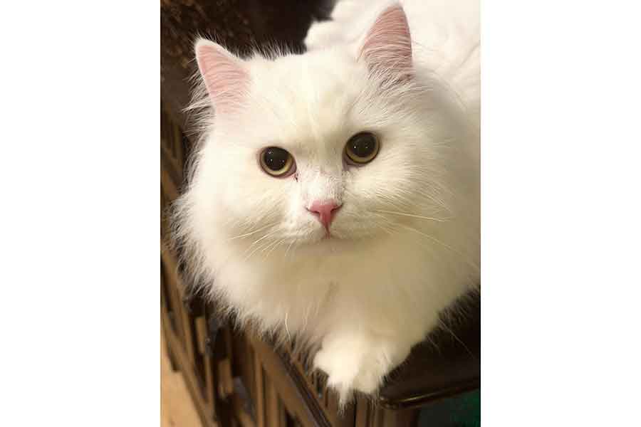 まん丸な瞳がかわいいレモンくん【写真提供：永遠万里子（edgeleganceccentric）さん】