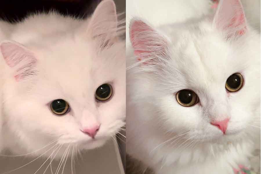 瓜二つと言っても過言ではない（左から）ロビンくんとレモンくん【写真提供：永遠万里子（edgeleganceccentric）さん】