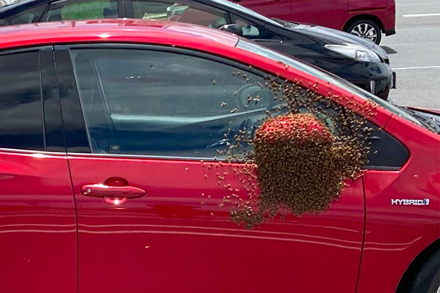 赤のプリウスにミツバチが群がって…【写真：本人提供】