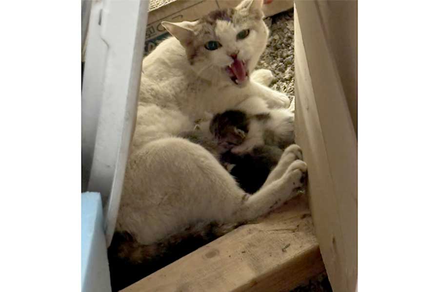 警戒する母ねこ【写真提供:Tadashisan(tadasisan)さん】