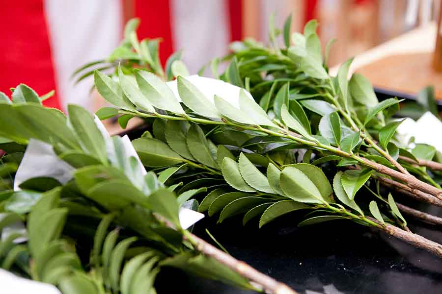 神道では「神の宿る木」とされる榊(写真はイメージ)【写真:PIXTA】