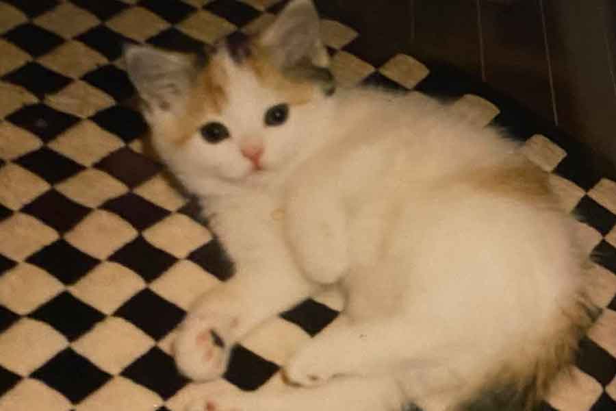 子ねこ時代のウメさん【写真提供：kyoko（i.kyoko.lab）さん】