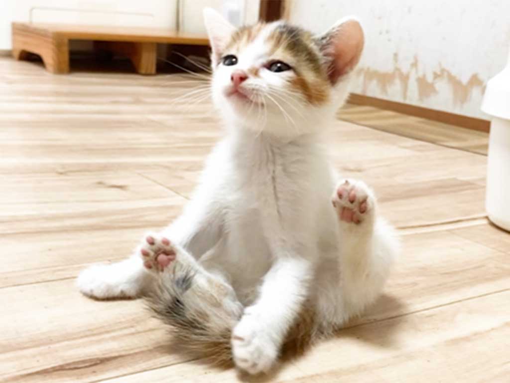 話題になった子ねこ【写真提供:うにむぎはちむーの保護猫シェルター(@uni_mugi_hachi)さん】