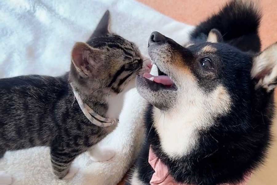 じゃれ合う（左から）こまちくんとふぅちゃん【写真提供：保護猫3兄弟きじこまはち（@nekokijiz）さん】