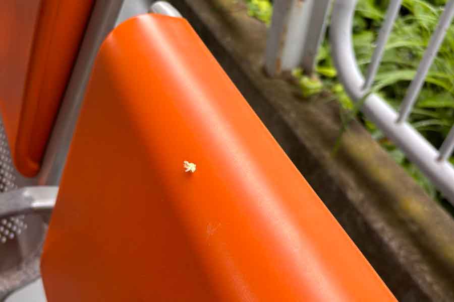 駅のベンチで発見した綿毛そっくりの虫【写真提供:MT(TC講座運営、C&F協会の人)(@Mocherin)さん】