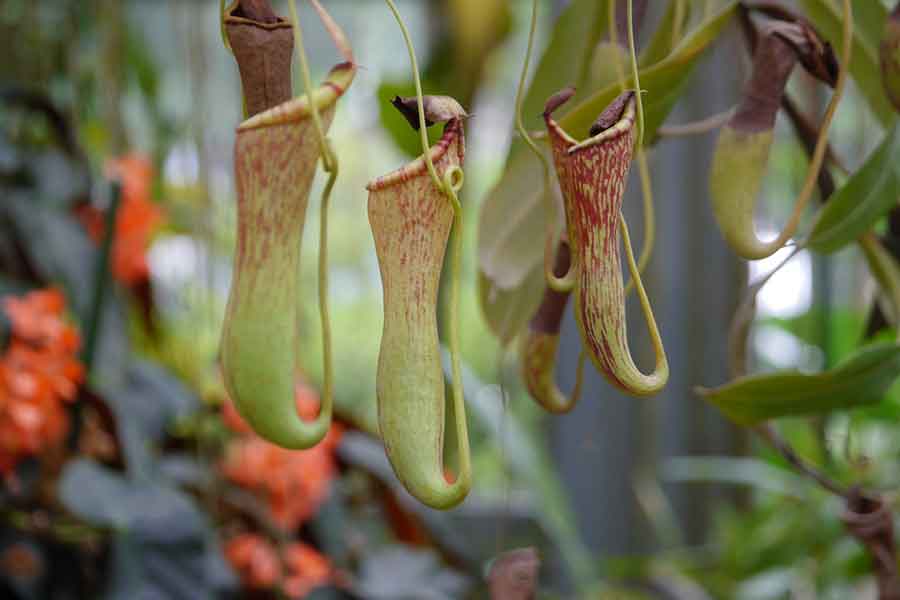 独特な姿や巧みな捕虫の仕組みで知られる食虫植物【写真：写真AC】
