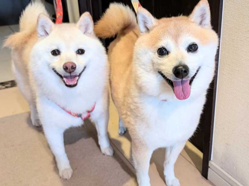 散歩に向かう(左から)餅子ちゃんとくるみちゃん【写真提供:KURUMILK.SHIBAINU(@KURUMILK118)さん】