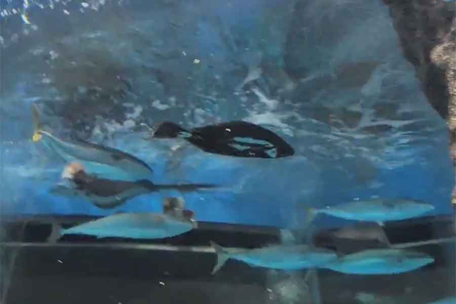 ブリと一緒に泳ぐヒラメ【写真提供:魚津水族館公式(@uozuaquarium)さん】