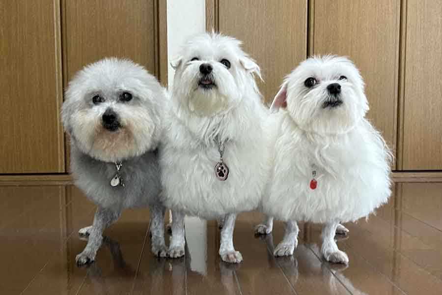 左からココちゃん、ひまわりちゃん、ココちゃん【写真提供:ハルくん(@9Z8lquSv8B3FMpN)さん】