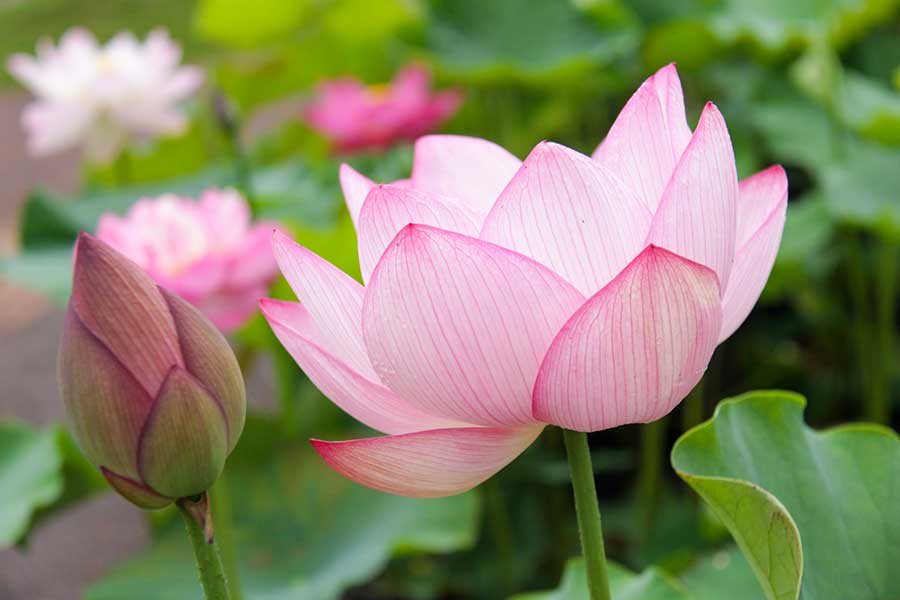 水面上で咲くハスの花(写真はイメージ)【写真:写真AC】