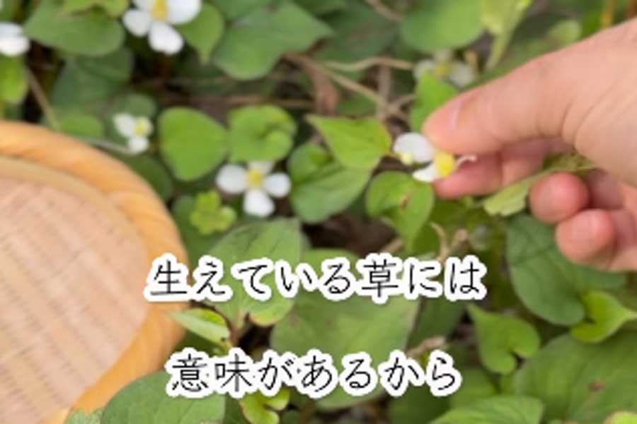 ドクダミの花を摘む“共生”の作業【出典：インスタグラム（tayorako）よりスクリーンショット】