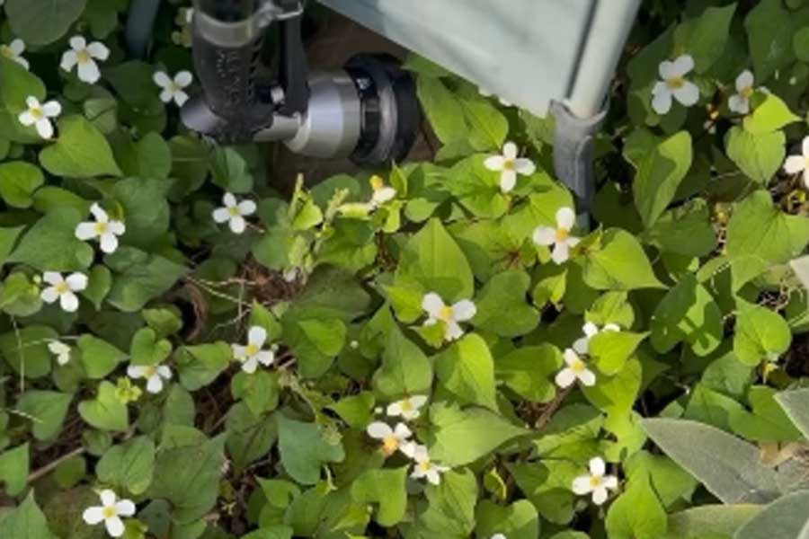 庭の厄介者と思われがちなドクダミ【出典：インスタグラム（tayorako）よりスクリーンショット】
