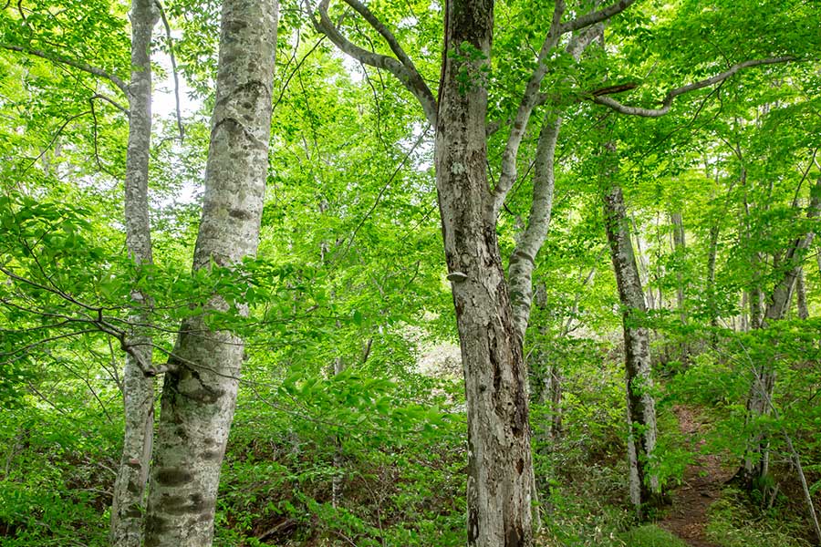 ブナの木の自然現象が話題に(写真はイメージ)【写真:PIXTA】