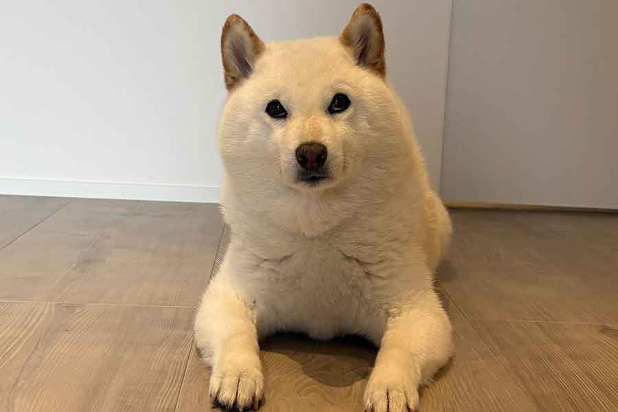 床でくつろぐぴっころちゃん【写真提供：柴犬ピッコロとごはん（_pikkoro_373）さん】
