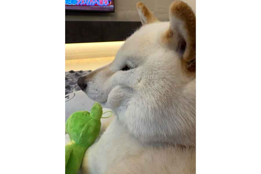 横顔もキュートなぴっころちゃん【写真提供：柴犬ピッコロとごはん（_pikkoro_373）さん】