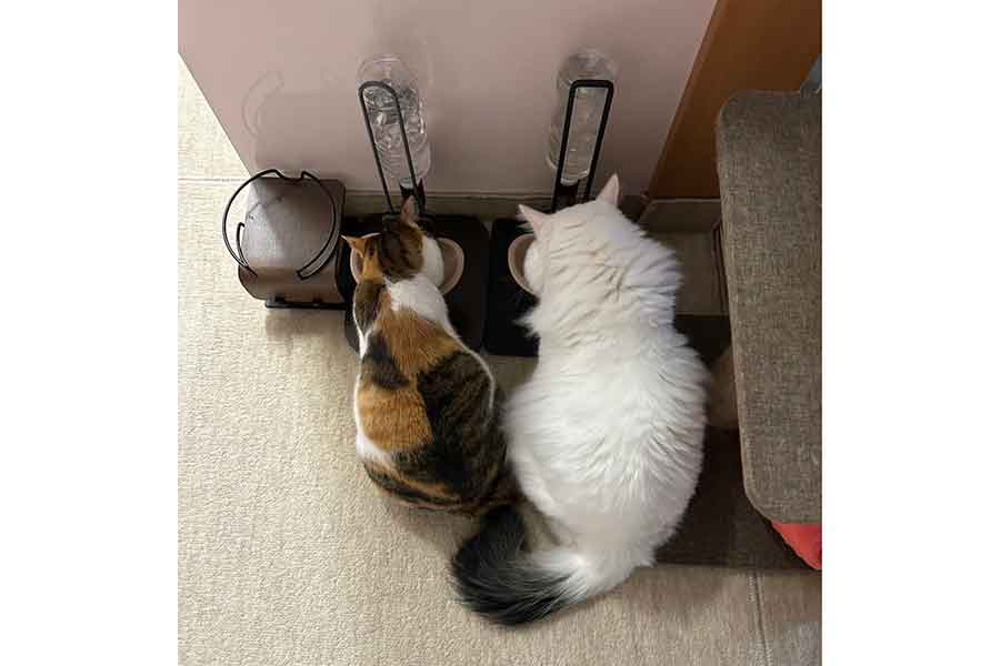 つぼみちゃん(左)をすっかり追い越し、大きくなったもみじくん【写真提供:彩~Couleur~ クルール(couleur.aya.couleur)さん】