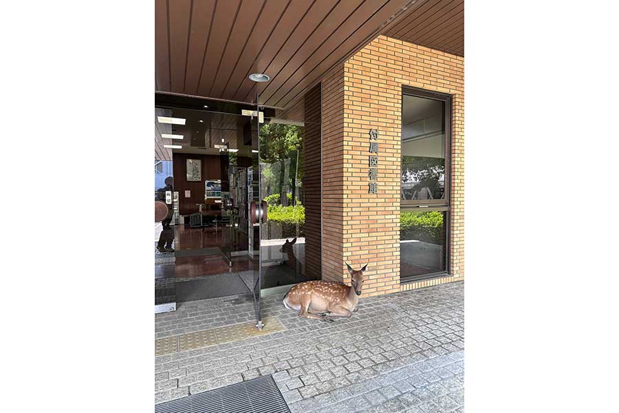 図書館の玄関で“ひと休み”するシカ【写真提供：山田研究室（@narapuni）さん】