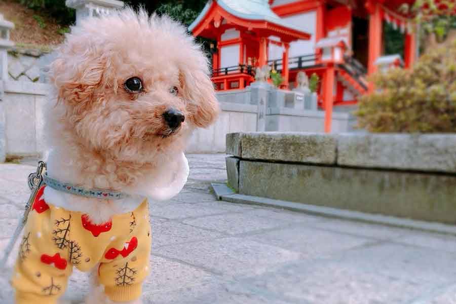 家族の一員として一緒にお出かけする機会も多いペット（写真はイメージ）【写真：写真AC】