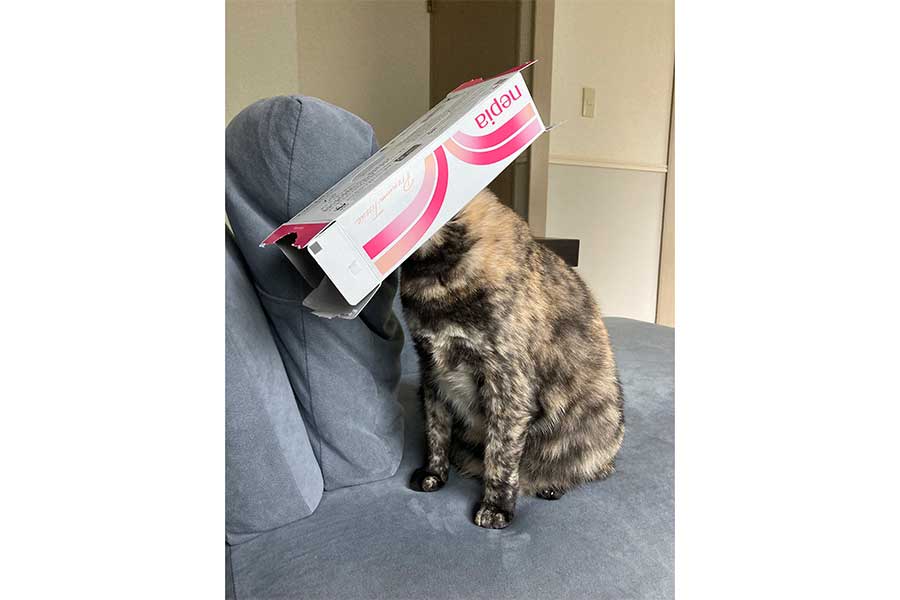 ティッシュの箱を頭にかぶるシグマちゃん【写真提供：羽佐間ペルノ（@Pernod_Hazama）さん】
