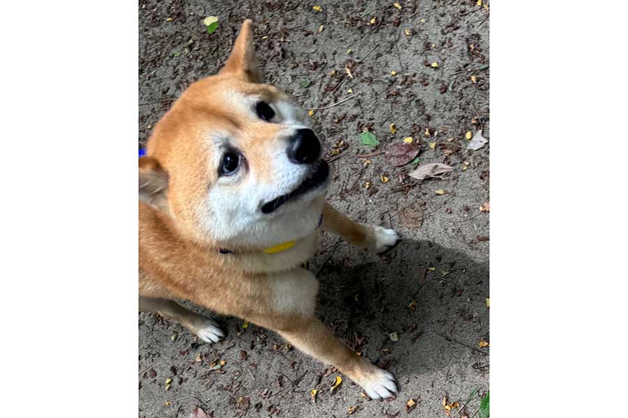 初めて大型犬を見て後ずさりするろくくん【写真提供:柴犬ろく(@roku125shiba)さん】